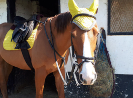 Looking for someone to come ride my 16.hh rhroughbred twice a week