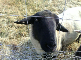 pure suffolk ram