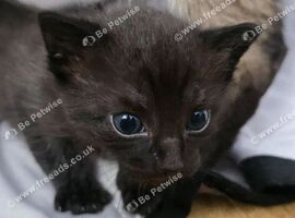 3 left Siamese Cross British Shorthair