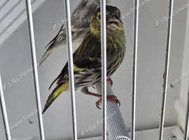 BEAUTIFUL PAIR SISKIN MUTATION COLOUR