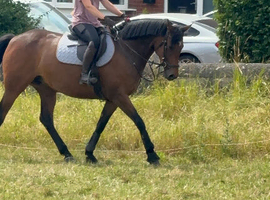 &lsquo;Daisy&rsquo; 16.1hh bay mare