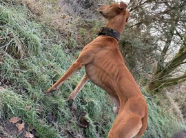 Bull whippet grey