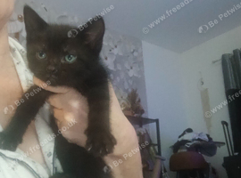 Gorgeous Fluffy kittens