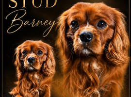Kc Health Tested Ruby Cavalier King Charles At Stud
