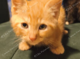 Kittens