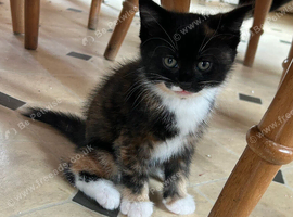Kittens ready for their new home.