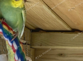 Budgies, 2 recently fledged and two mature male and female