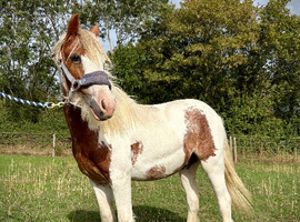 Yearling Cob Gelding to make 13.3+