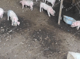 Pedigree large black and Large (Yorkshire) white piglets
