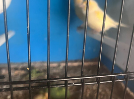 Hi have 2 pairs of mosaic&rsquo;s canaries and a pair of fluffy canary&rsquo;s