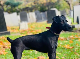 Stafftales (Patterdale cross staffy)