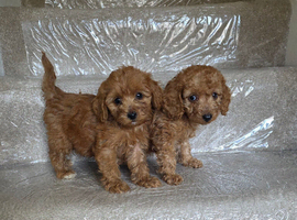 Cockerpoo puppies