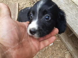 4 beautiful springer pups