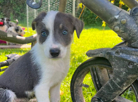 Beautiful sheep dog puppies for sale