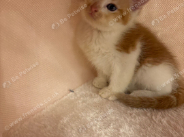 Ragdoll x &pound;60