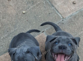 Lue staffy puppy's