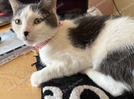 Female cat