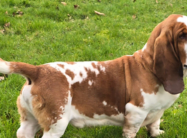 Proven Red & White Basset Hound Stud