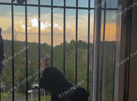 7 month old pup named luna