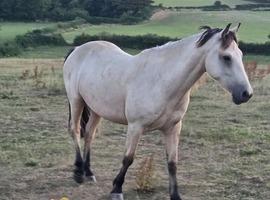 Connemara Gelding