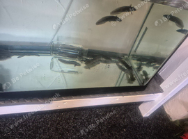 Axolotls for sale