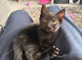 11 week girl kitten