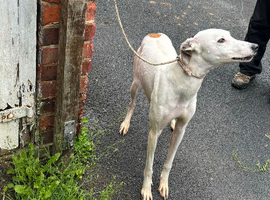 Saluki whippet greyhound