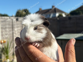 2 baby boy guinea pigs