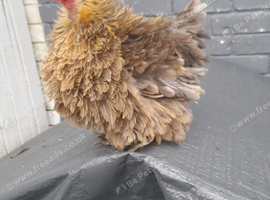 Gold frizzle bantam