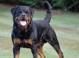 Beutiful Rottwiller puppies champion genetics