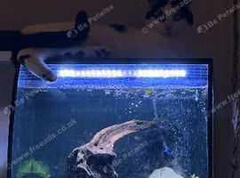 Fluval Flex 57l in black with stand