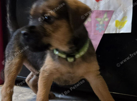 Border Terrier Puppies