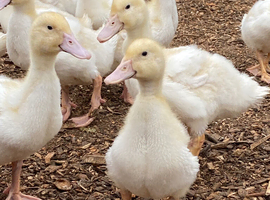 Female Aylesbury ducks