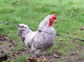 Cream Legbar Cock