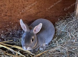 Rex rabbits