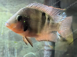 Monster Fish Forsale