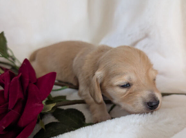 Long haired stunning puppies