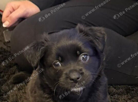 Beautiful peekapom x staffy