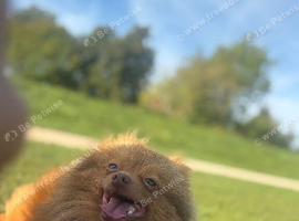 Ginger sable male STUD