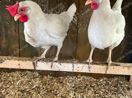 2 laying white leghorn