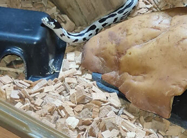 3yr Old High White Pied + full setup
