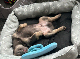 French bulldog puppy