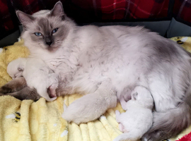 Ragdoll kittens