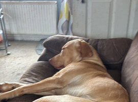 Dudley Labrador
