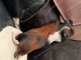Swiss guinea pig