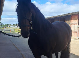Lovely young ,well bred mare