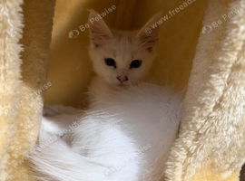 Male maine kitten ready to leave