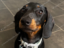 6 month old female dachshund