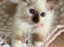Ragdoll kitten