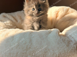 BRITISH SHORTHAIR RAGDOLL CROSS